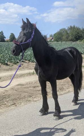 À vendre – Frison, Hector