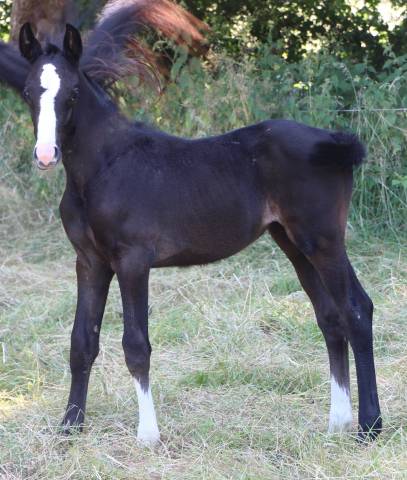 Pouliche SF excalibur dl tour vidal x eyken des fonteni