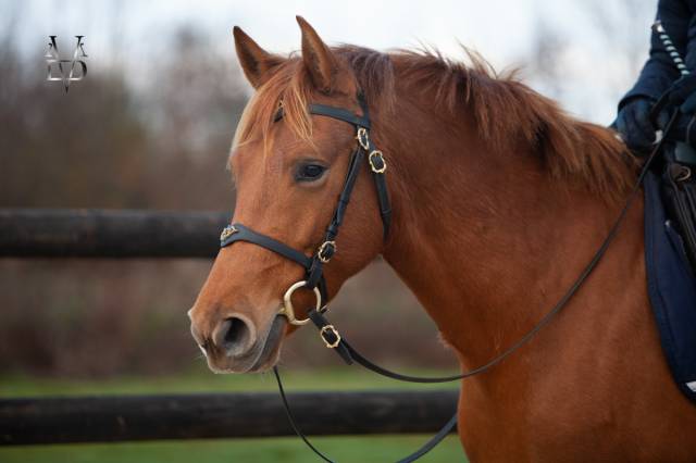 Jument PR Espagnole PRE alezane + prl &agrave; vendre