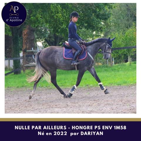 Jeune cheval gris 4 ans en 2025
