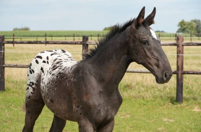 Magnifique Poulain SBS Appaloosa