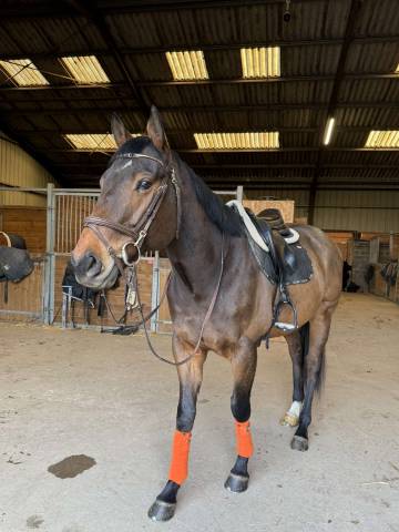 Hongre 7 ans polyvalent 