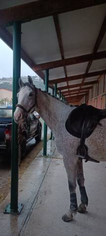 Selle monoquartier forestier 