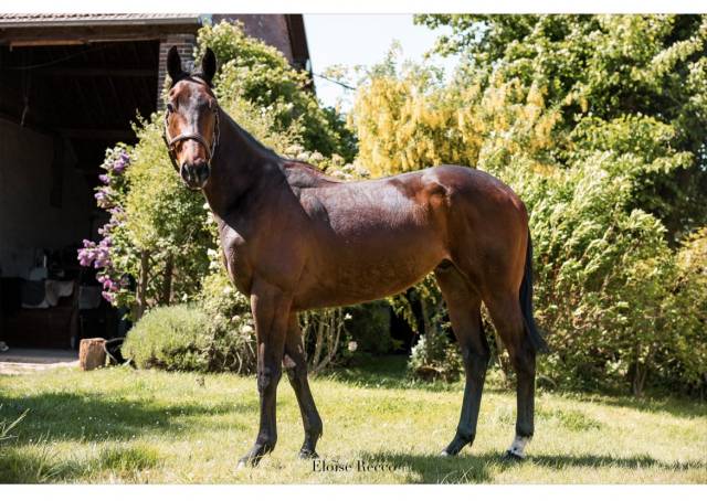 Plusieurs chevaux disponibles 