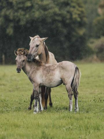 Jument Konik