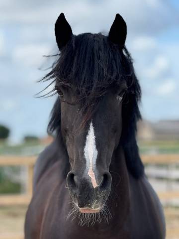 jument irish cob 