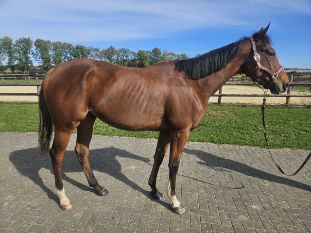 Très belle jument PS de 4ans, caractère froid, 170cm 