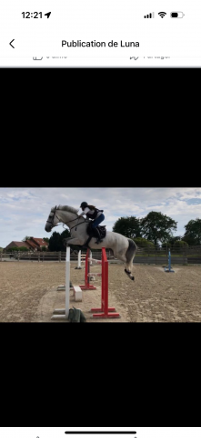 Cheval de sport d’obstacle à vendre 