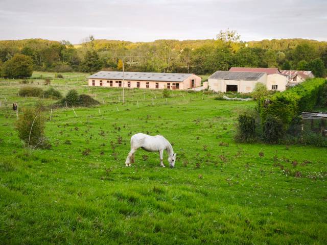 Haras d'Élevage de Chevaux, 26ha, dans l’Yonne (89)