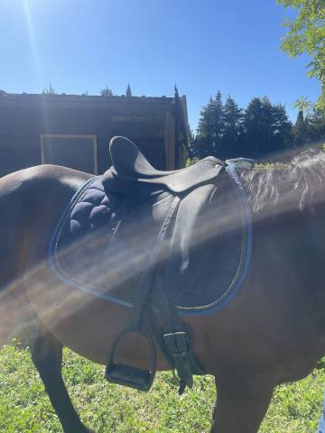 Selle de Dressage Wintec Isabel Hart 