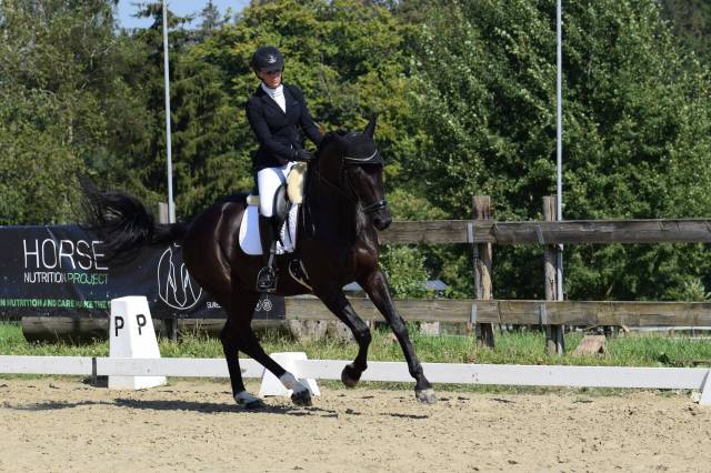 Hongre oldenbourg de 2016