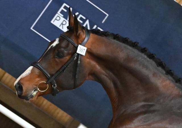 Chic SF 4 ans - 1,69m - Top origines - Style et moyens 