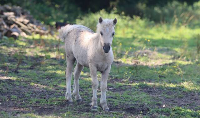 Poulain Shetland PP