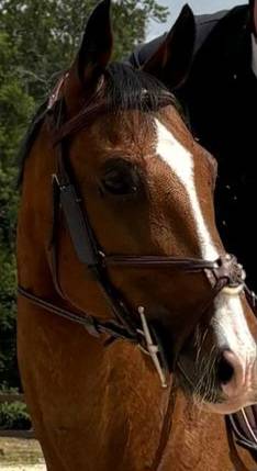 Bridon doublé muserolle croisée 1/2 rond CWD