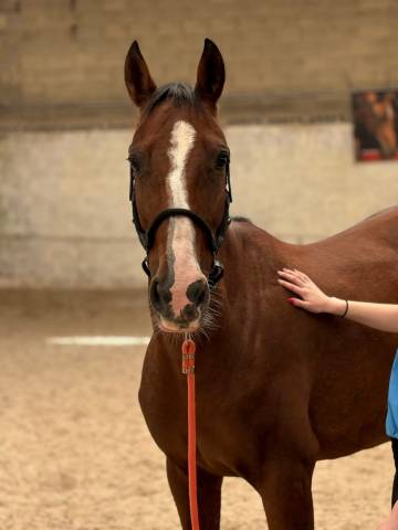Jument trotteuse 9 ans 