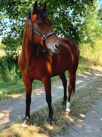 Cheval pour TAP & Compagnie