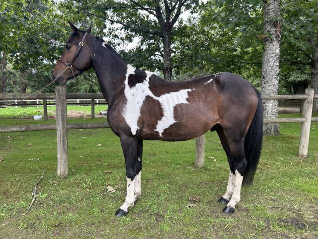 Super gentil poney 