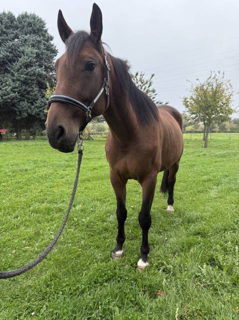 Superbe hongre Trotteur français 4 ans 