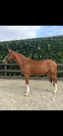 Hongre 3 ans : Emerald Van't Ruytershof x Zirroco Blue 