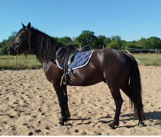 hongre connemara 4 ans