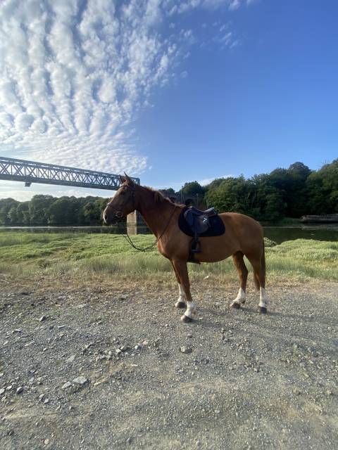 Tapis kentucky