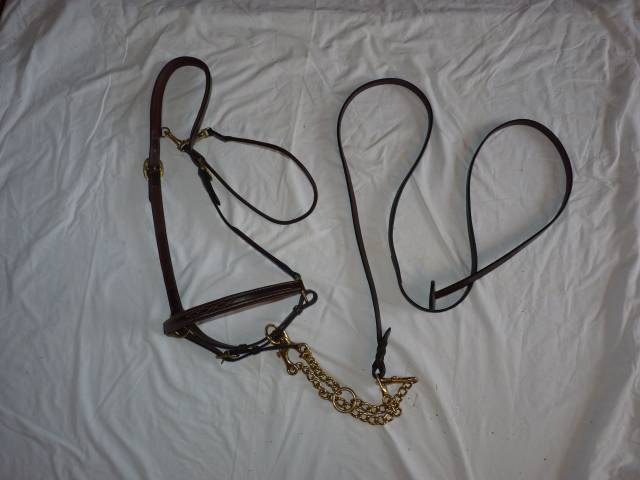 Licol et longe Dyon
