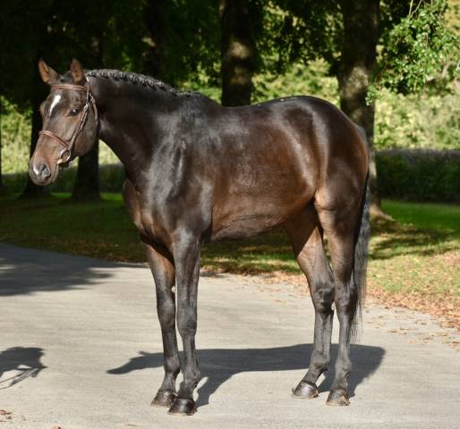 SUBLIME HONGRE DRESSAGE DE 6 ANS 