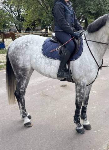 Selle devoucoux monoquartier chiberta Lab 