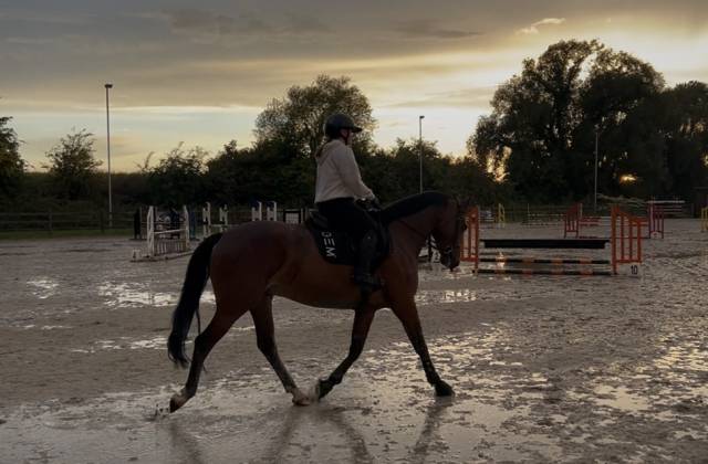 Hongre 5 ans Bwp à vendre 