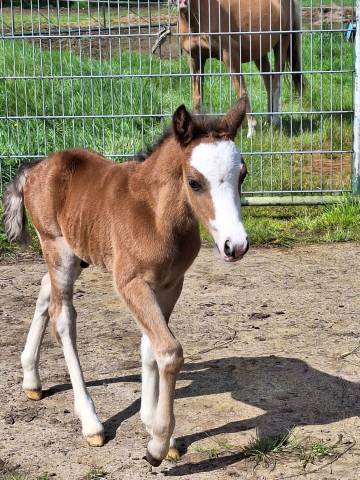 Saillie poney Welsh Mountain