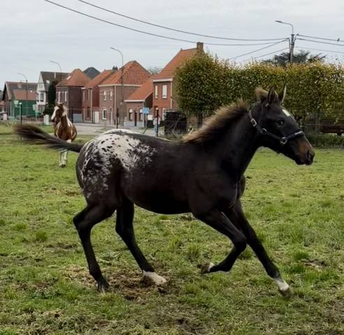 Pouliche capée  appaloosa 2025 par J-Nius V.V.Z.