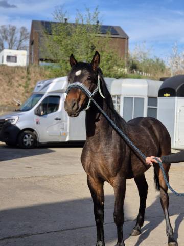 Poulain bai de 1 ans a vendre 