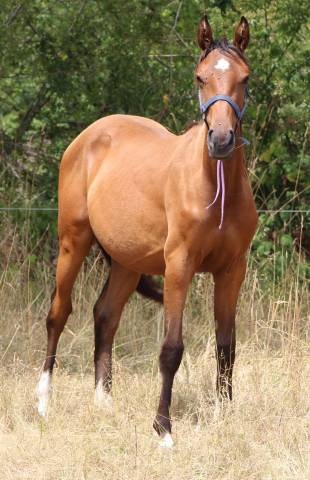 Pouliche SF ( Controe  x Champs Elysees x Le tot)