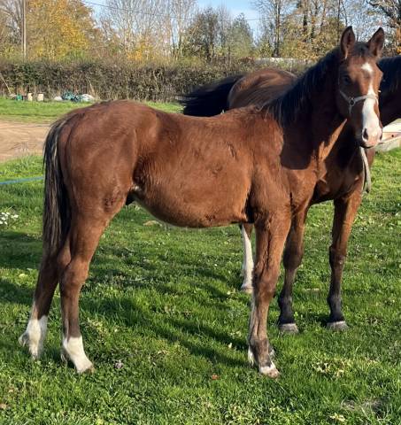 Poulain 2025 Itoki de riverland x cor de hus