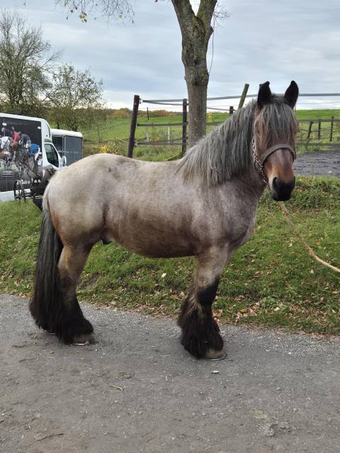 Joli cheval de trait Brabançon 4ans