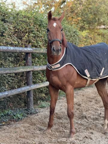 Hongre 6 ans idéal amateur 