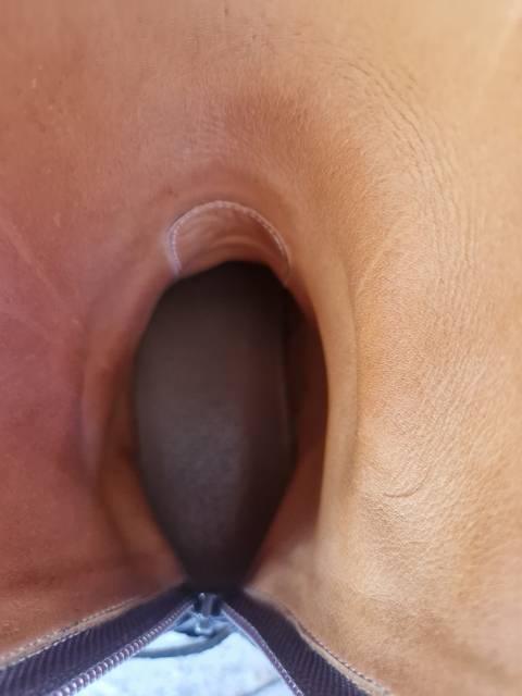 Bottes d'équitation Hathor