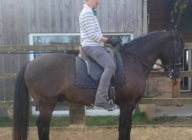 Ludomar Zenit - Selle polyvalente