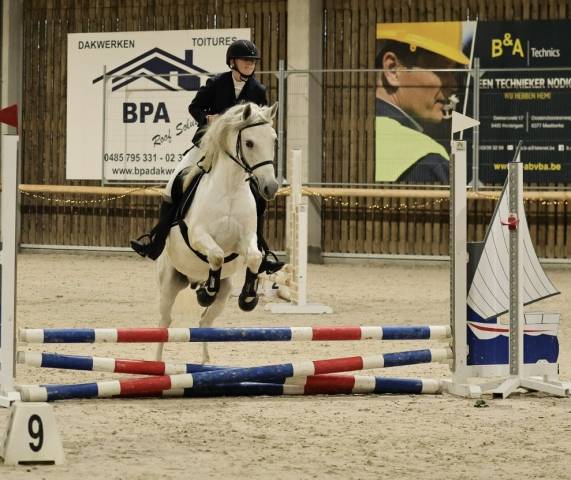 Super poney cherche sa famille 