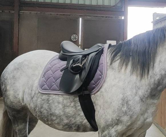 Selle Wintec 500 wide 17,5 pouces