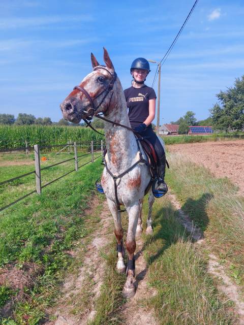 Hongre 6 ans NRPS apallosa