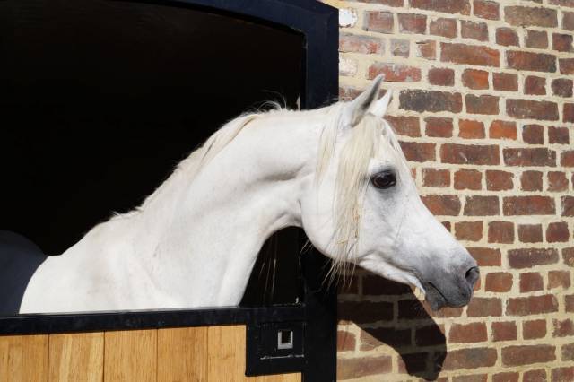 Saillies disponibles &eacute;talon pur-sang arabe &eacute;gyptien