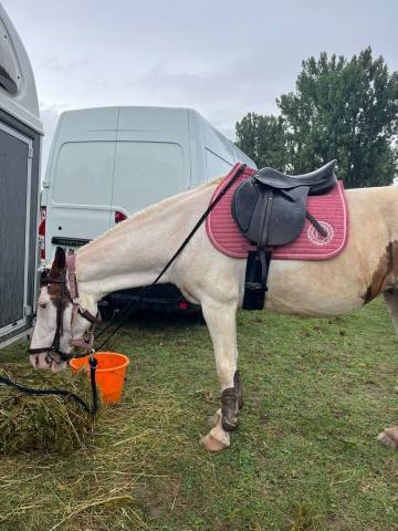 Selle mixte privilège équitation 17 pouces
