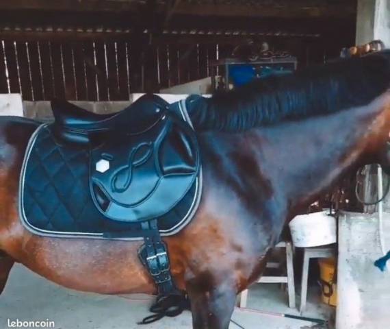 Selle Infinity Platinium Sellier