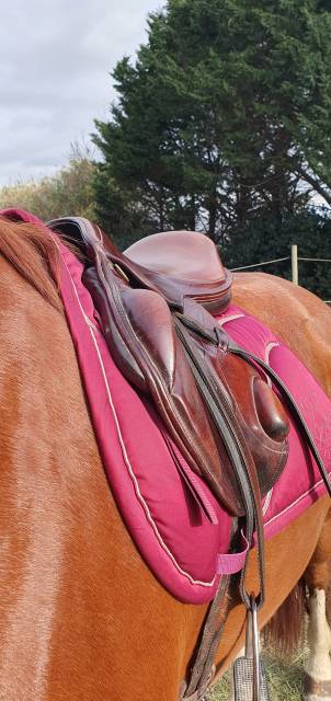 Selle cross lion  monoquartier Eric Thomas