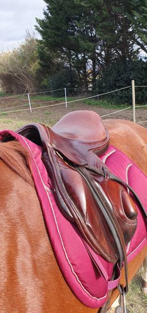 Selle cross lion  monoquartier Eric Thomas