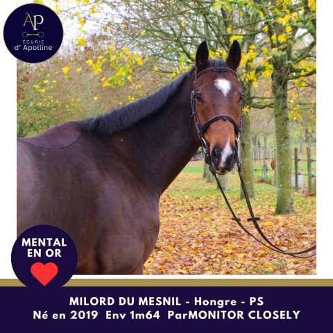 Amour de cheval pour bonne maison