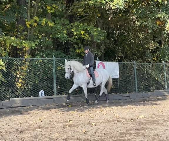 une jument lusitanienne de 14 ans