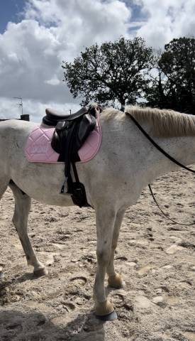 Selle Forestier - modèle Boekelo