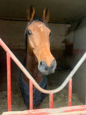 Aramis - Hongre r&eacute;form&eacute; des courses